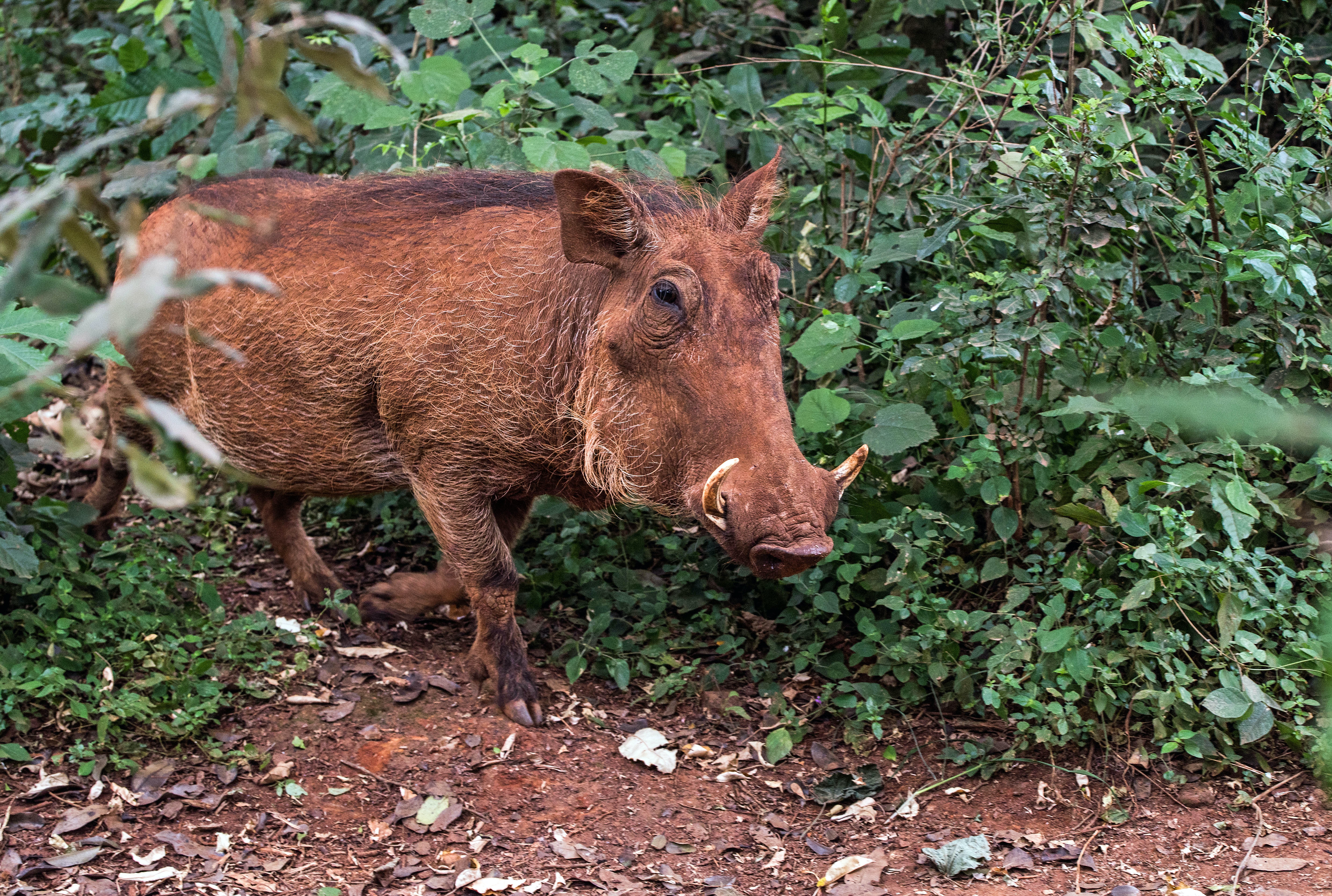 warthog in tall grass